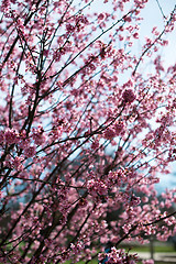 Image showing pink blossom sukura flowers