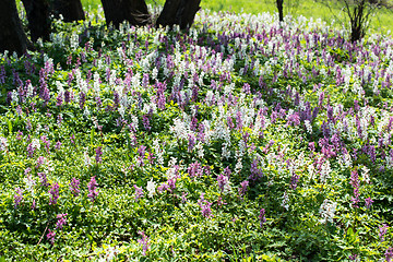 Image showing Bluebell woods