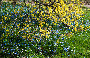 Image showing spring blossoms