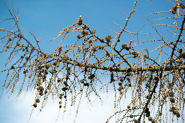 Image showing old dry branches