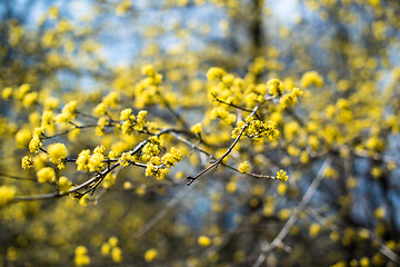 Image showing yellow blooming shrub