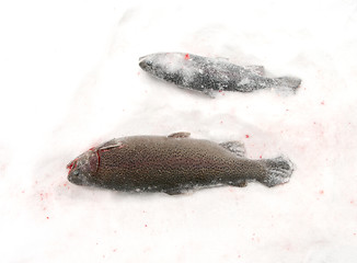 Image showing Winter fishing.