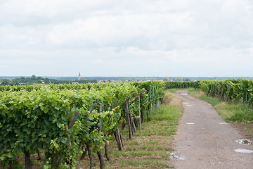 Image showing Alsace landscape and vinewyard