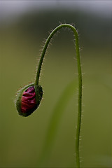 Image showing flowering  close up of   pink rosa canina