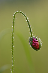 Image showing flowering macro close up of a red  pink rosa 