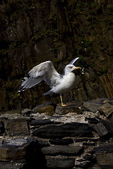 Image showing sea gull  in the rock of