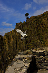 Image showing the side of sea gull  flying   