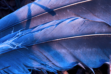 Image showing crow plumage blue and abstract