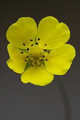 Image showing macro close up of a yellow geum urbanum rosacee 