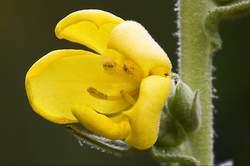 Image showing  primula veris  primulacee  yellow flower oenothera biennis