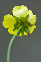 Image showing rear macro close up of a yellow geum urbanum rosacee