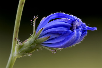 Image showing blue composite  cichorium intybus pumilium