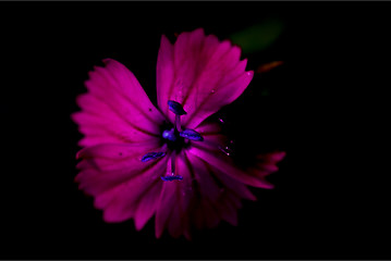 Image showing  blue violet dianthus