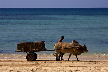 Image showing dustman lagoon worker animal