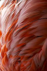 Image showing  flamengo   plumage  abstract 