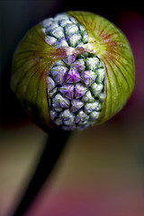 Image showing blue violet allium ampeloprasum commutatum liliacee