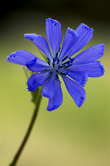 Image showing close up of  blue composite  