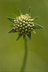 Image showing mpeloprasum commutatum liliacee  green background 
