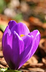 Image showing purple crocus