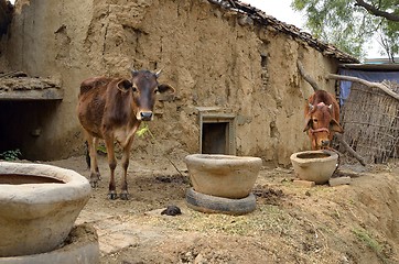 Image showing cows