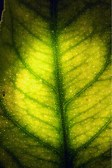 Image showing  green leaf and his veins in the light background