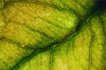 Image showing  yellow  leaf and his veins
