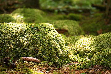 Image showing moss