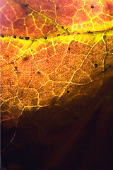 Image showing  abstract of a  yellow red  black brown leaf