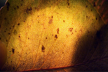 Image showing abstract of a green yellow  leaf and his veins