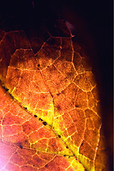 Image showing bstract of a  yellow red  black brown leaf and his veins 