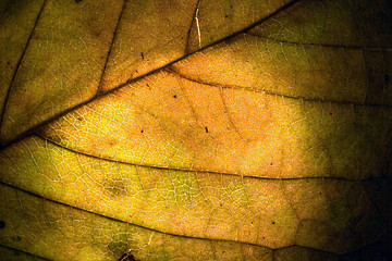 Image showing  macro close up abstract of a green yellow  leaf 