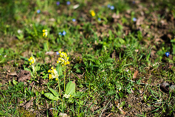 Image showing Spring meadow with Cowslips