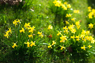 Image showing Yellow daffodils