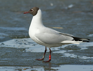 Image showing Ringed Black-headed Gull