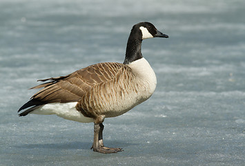 Image showing Canadian goose