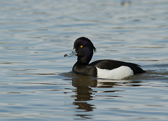 Image showing Tufted duck