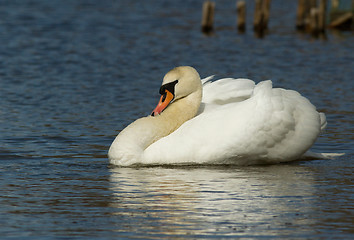 Image showing Muted Swan