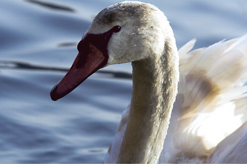 Image showing  in the river ticino italy