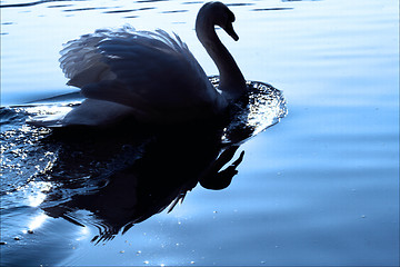 Image showing little white swan    black eye