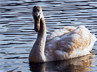 Image showing side of little white swan 