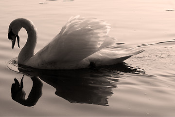 Image showing swan    black eye in the river 