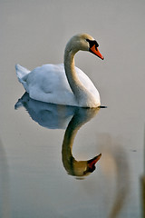 Image showing italy reflex white swan 