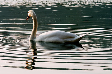 Image showing italy green side swan
