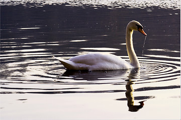 Image showing italy side of little white swan     