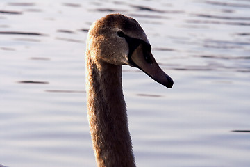 Image showing  front    black eye