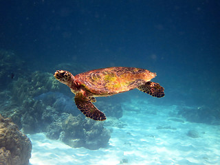 Image showing sea turtle