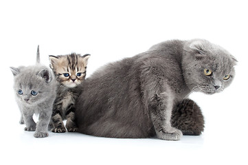 Image showing family portrait of Scottish fold cats