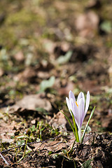 Image showing the first flower of spring