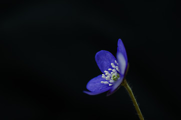 Image showing Common Hepatica close up