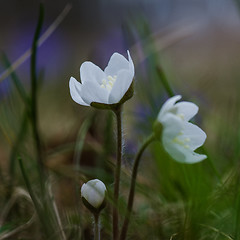 Image showing Small group of white flowers